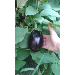 ΜΕΛΙΤΖΑΝΑ AGATA F1 φακ. 500 σπ.