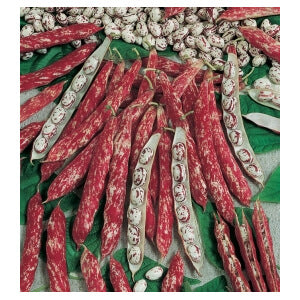 ΦΑΣΟΛΙ ΚΑΘΙΣΤΟ BORLOTTO