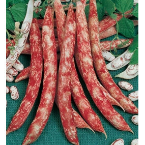 ΦΑΣΟΛΙ ΚΑΘΙΣΤΟ BORLOTTO LINGUA DI FUOCO  5kg.