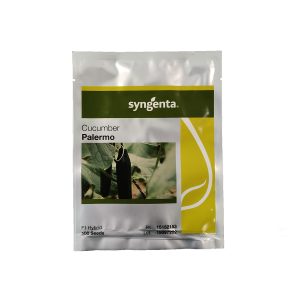 Αγγούρι Palermo F1 φακ. 100 σπ.