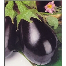 ΜΕΛΙΤΖΑΝΑ  ΦΛΑΣΚΑ BLACK BEAUTY φακ. 25gr