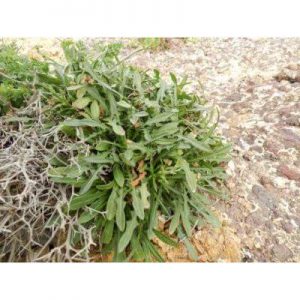 ΣΤΑΜΝΑΓΚΑΘΙ