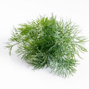 Άνηθος Compact Sais 1kg