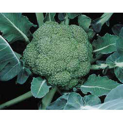 Μπρόκολο Montop φακ. 2500 σπ.