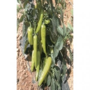 Πιπεριά Καυτερή Ιεράπετρας φακ. 50gr