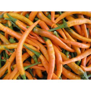 Πιπεριά Τσίλι Πορτοκαλί Kilian  φακ. 100 σπ.