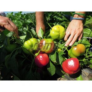 Τοματοπιπεριά Tamina F1 φακ. 100 σπ.