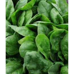 ΣΠΑΝΑΚΙ CLIPPER φακ. 50.000σπ.