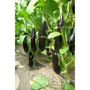 ΜΕΛΙΤΖΑΝΑ ELETTRA F1 φακ. 100 σπ.