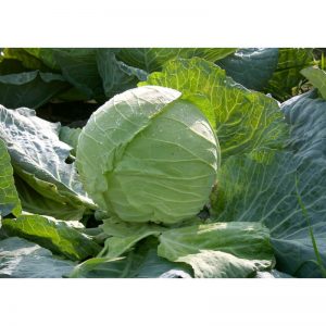 ΛΑΧΑΝΟ FRESCO F1 φακ. 2500σπ.