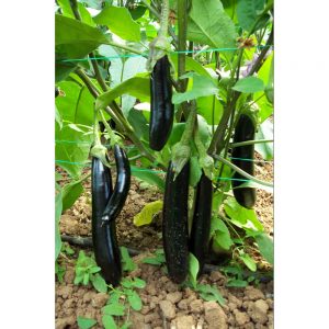 ΜΕΛΙΤΖΑΝΑ GIRALDA F1 φακ. 500 σπ.