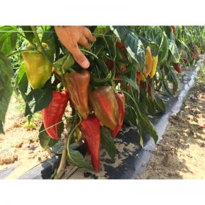 ΠΙΠΕΡΙΑ ΦΛΩΡΙΝΗΣ GEPETTO F1 φακ. 500 σπ.