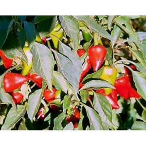 Πιπεράκι Καρδούλα φακ. 50gr