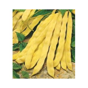 ΦΑΣΟΛΙ ΑΝΑΡΡΙΧΩΜΕΝΟ MERAVIGLIA