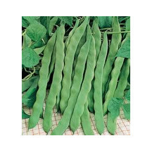 ΦΑΣΟΛΙ ΑΝΑΡΡΙΧΩΜΕΝΟ MARCONI