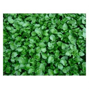 ΝΕΡΟΚΑΡΔΑΜΟ