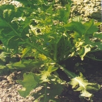 ΡΑΔΙΚΙ SPADONA (ΑΓΡΙΟ ΑΣΠΡΟ) 500gr