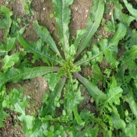 ΡΑΔΙΚΙ ROSSA DI TREVISO 2 (ΑΓΡΙΟ ΚΟΚΚΙΝΟ) 500gr