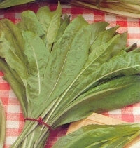 ΡΑΔΙΚΙ DA TAGLIO BIONDA A FOGLIE LARGE (ΗΜΕΡO)  500gr