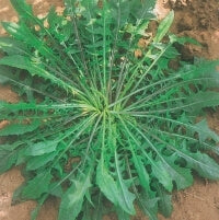 ΡΑΔΙΚΙ PALLA ROSSA 6 (ΙΤΑΛΙΚΟ) 500gr