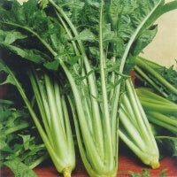 ΡΑΔΙΚΙ CATALOGNA FRASTAGLIATA (ΜΑΚΕΔOΝΙΑΣ) 500gr