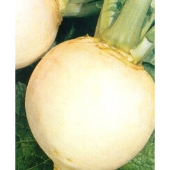 ΡΕΒΑ ΑΣΠΡΗ SNOWBALL 500gr