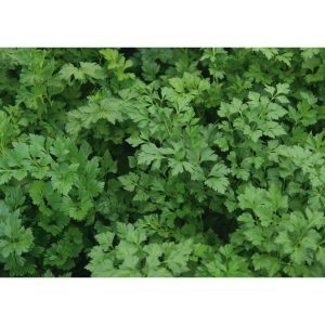 ΜΑΙΝΤΑΝΟΣ RIALTO φακ. 50gr