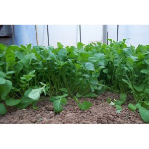 Ρόκα  Μεγαλόφυλλη 1kg