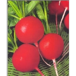 ΡΕΠΑΝΑΚΙ SAFOR 500gr