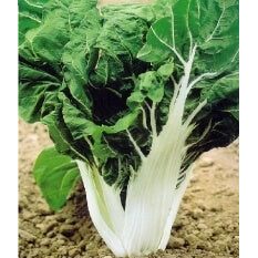 ΣΕΣΚΟΥΛΟ WHITE SILVER 2  1kg