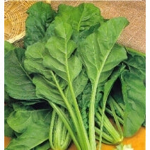 ΣΕΣΚΟΥΛΟ ΝΤΟΠΙΟ 1