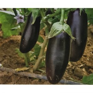 Μελιτζάνα Εγχώρια Μακριά Ποικ. Σκούταρι φακ. 50gr