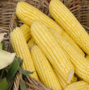 ΚΑΛΑΜΠΟΚΙ ΓΛΥΚΟ SWEET DELIGHT F1 5000σπ.