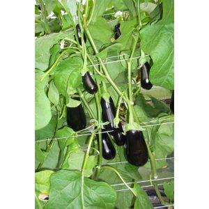 ΜΕΛΙΤΖΑΝΑ TETI F1 φακ. 500 σπ.