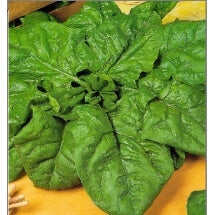 ΣΠΑΝΑΚΙ WINTER GIANT καδ. 5