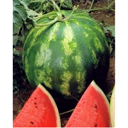 ΚΑΡΠΟΥΖΙ CRIMSON SWEET κονσ. 1 lb.