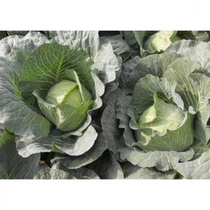 ΛΑΧΑΝΟ EXCALIBUR F1 φακ. 2500σπ.