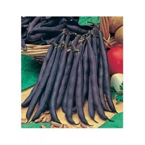 ΦΑΣΟΛΙ ΚΑΘΙΣΤΟ ΜΩΒ