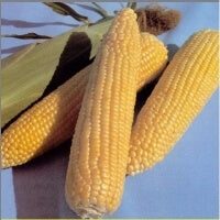 ΚΑΛΑΜΠΟΚΙ ΓΛΥΚΟ FORTE 67  σακ. 5000σπ.