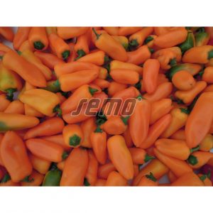 Πιπεριά Πορτοκαλί Γλυκιά Hamik F1 φακ. 1000 σπ.