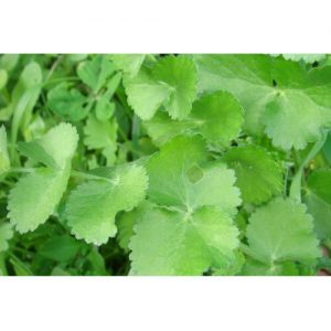 ΚΑΥΚΑΛΗΘΡΑ