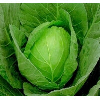 ΛΑΧΑΝΟ ΚΙΛΚΙΣ 100gr