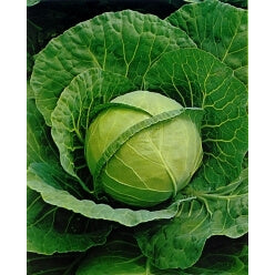 ΛΑΧΑΝΟ BOSTON F1 φακ. 2.500 σπ.