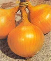 ΚΡΕΜΜΥΔΙ ΜΕΓΑΛΗΣ ΗΜΕΡΑΣ MARICA F1 500 gr