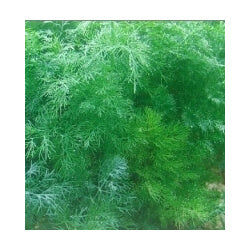 Άνηθος Moravan 1kg