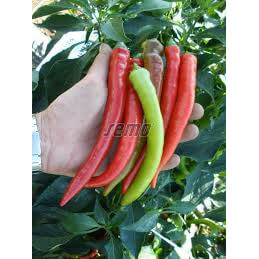 ΠΙΠΕΡΙΑ ΚΑΥΤΕΡΗ PALIVEC φακ. 25gr