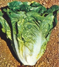 ΜΑΡΟΥΛΙ PARRIS ISLAND COS  φακ. 100gr