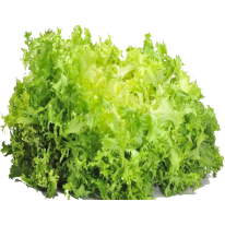 Αντίδι Κατσαρό Καθιστό Ruffec 1kg