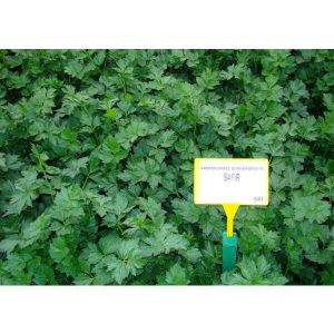 ΣΕΛΙΝΟ ΦΥΛΛΟ SAFIR φακ. 50gr