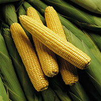 Καλαμπόκι Γλυκό Shinerock F1 5000 σπ.